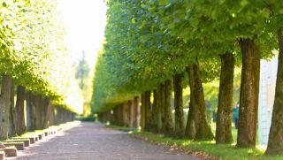 Deyaar AYA Amenities - Multipurpose Lawn